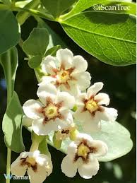 Image result for Schrebera