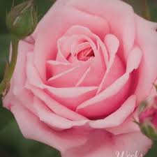 Rosa 'Mister Lincoln' in 3 Gallon Pot ...