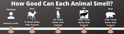 A bear's sense of smell is 7 times better than a blood hound's or 2,100 times better than a human's. A Bear S Sense Of Smell How Good Is It And Why