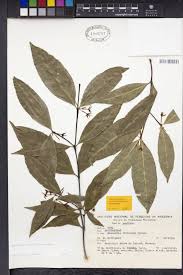 Image result for Malouetia