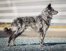 We did not find results for: Mudi Dog Breeders Puppies In Canada Canadian Dogs