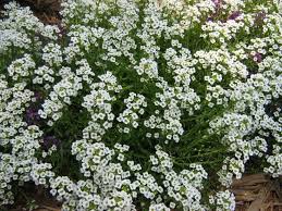 Few Annual Plants Can Match The Heat And Drought Hardiness Of Sweet Alyssum Find Information On How To Grow Alyssum In T Alyssum Flowers Annual Plants Alyssum