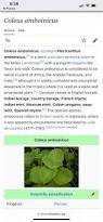 Image result for Coleus amboinicus