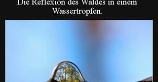 Die Reflexion Des Waldes In Einem Wassertropfen Lustige Bilder