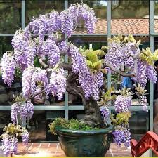 Image result for Bolusanthus speciosus