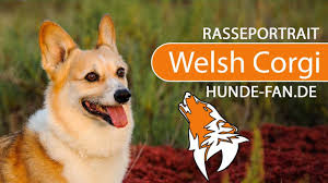 Being one of the smallest breeds in the herding group, it has attained immense popularity. Welsh Corgi 2019 Rasse Aussehen Charakter Youtube