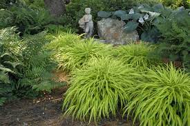 Hakonechloa All Gold Hakone Grass Japanese Forest Grass Inexpensive Landscaping Shade Perennials Hakone Grass
