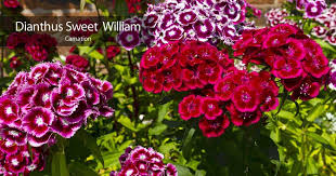 He married 1) stella poston in 1917 and 2) nora elliott in 1938. Perennials That Make Striking Ground Covers Sunscapes