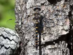 Image result for Hunteria myriantha