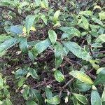 Image result for Pavetta gardeniifolia