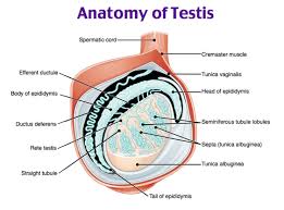 Image result for Genitourinary Trauma