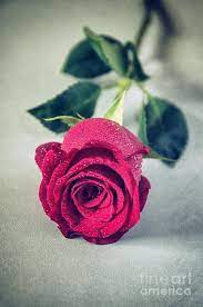 Red Rose By Carlos Caetano In 2021 Love Rose Flower Beautiful Rose Flowers Pink Rose Tattoos