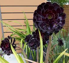 Aeonium Arboreum Zwartkop Black Rose Aeonium Buy Online At Annie S Annuals In 2020 Plants Echeveria Succulent Seeds