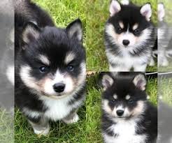 Pomskyforsale provides sellers a channel to list their little puppies. View Ad Pomsky Puppy For Sale Near Oregon Lebanon Usa Adn 133642