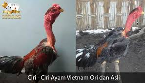 Sabung ayam biasanya ilegal dan identik dengan perjudian, namun berbeda dengan gelaran derby pelaku judi sabung ayam di tongkonan palasa, lembang (desa) tondon matallo, kecamatan. Ayam Saigon Asli Dan Palsu