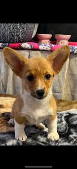 Pet Lover's Petshop‎