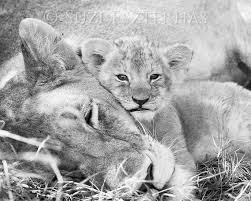 Baby Black And White Lion Pictures Cute Baby Animals Lion Mom And Baby Photo Black And White Etsy Cute Baby Animals African Lion Safari Nursery Art