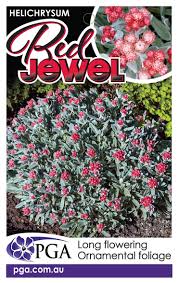 Image result for Helichrysum rhodellum