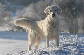 Golden retrievers might be the poster dog for, well, dogs! Golden Retriever Ausfuhrliche Rassebeschreibung Deutscher Retriever Club E V