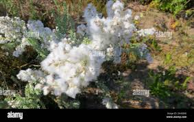 Image result for Eriocephalus racemosus