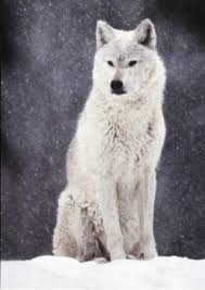 Pin By Ilknur On The Forgotten Woods Animals Wild Animals Beautiful White Wolf