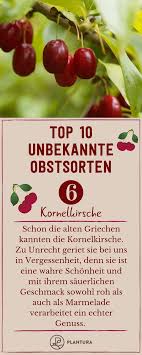 Top 10 Unbekannte Obstsorten Kornelkirsche Schon Die Alten Griechen Kannten Die Kornelkirsche Die Sich Auch Hierzulande Grosse Kornelkirsche Obstsorten Obst