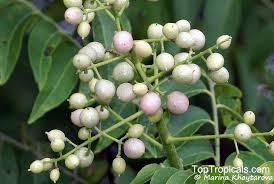 Image result for Clausena