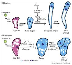 In vitro fertilization (ivf), where fertilization occurs outside of the body and the zygote develops into an embryo, which is then placed inside the uterus embryo cryopreservation involves freezing embryos after they have been fertilized and grown in a lab for later use. Plant Zygote Development Recent Insights And Applications To Clonal Seeds Sciencedirect