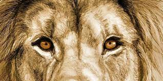 Drawing a lion from the first drawing lesson may not work, then take a closer look at your cat first and even draw it. 50 Awesome Pencil Drawings Pencil Drawings Pencil Drawings Cool Pencil Drawings Color Pencil Art