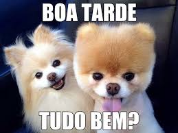 Resultado de imagem para animais fofos e engraçados com frases