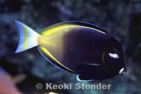 Image result for Buchnera nigricans