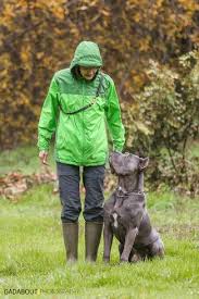 Training Your Cane Corso Is A Requirement All Cane Corso Puppies Are Sweet And Adorable When You Bring T Cane Corso Puppies Cane Corso Dog Dog Clicker Training