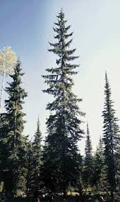 Home > encyclopedie > picea engelmannii 'blue magoo'. Engelmanni Kuusk Vikipeedia