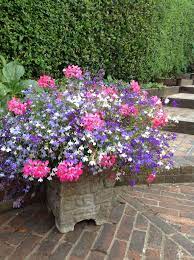 Lobelia And Geranium Make An Excellent Combination In A Pot On The Side Of A Path Garden Garden Soil Container Flowers