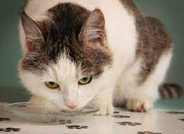 What To Do When Your Cat Keeps Throwing Up And No It S Not Normal Dr Marty Becker Cat Throwing Up Cats Yellow Cat