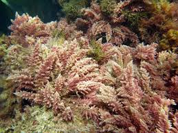 Image result for Achyropsis