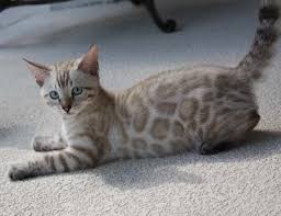The higher the demand for certain bengals, the greater the cost. Seal Lynx Point Snow Leopard Bengal Kittens In Fl Snow Leopard Bengal Kittens For Sale Seal Lynx Mink Sepia Charcoa Bengal Kitten Bengal Cat Kitten Bengal Cat