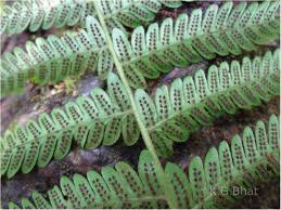 Image result for Pseudocyclosorus