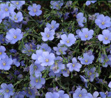 Image result for Linum