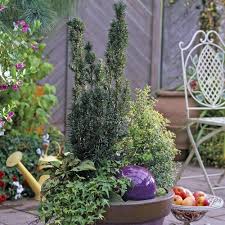 Hybrid Eibe Vielseitig Einsetzbar Kubelpflanzen Pflanzen Bepflanzung