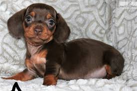 Place a free ad today! Girl A Dachshund Puppy For Sale Near San Diego California D3888bfc F731