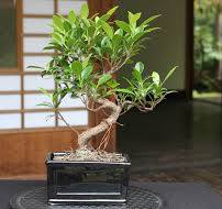 Care guide for the Ficus Bonsai tree (Retusa and Ginseng ...