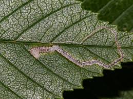 Image result for Stigmella ulmariae