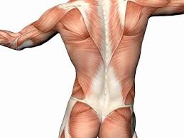 Patients with tight hamstrings tend to develop. The Muscles Of The Torso Of A Person Torso Muscles Names And Functions