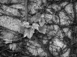 Black And White Nature Artwork Urban By Nature Nature Urban Nature Walking In Nature