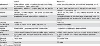 Image result for Neoholstia tenuifolia