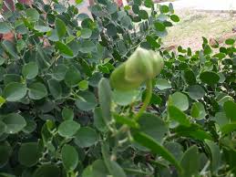 Image result for Capparis cartilaginea