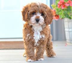 Our mission is to provide happy, healthy, well socialized puppies while providing a clean, fun, safe, and comfortable home for our parent dogs. Cavapoo Puppies By Design Online Schattigste Honden Hondjes Honden