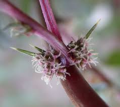 Image result for Amaranthus spinosus