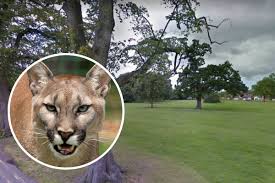 The lion (panthera leo) is the king of beasts for many good reasons. Big Cat Stares Down Dogwalker In Whitby Park In Ellesmere Port Chester And District Standard